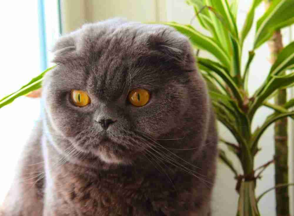 close up of a grey scottish fold cat with amber eyes standing next to a houseplant. grey shorthair cat breed from scotland