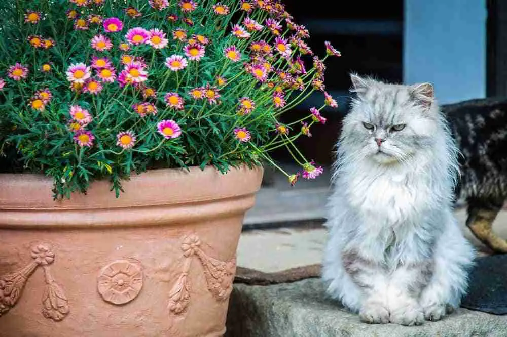 Grey and white persian cat sitting next to garden planter on a sunny day. double coat long hair cat. 
