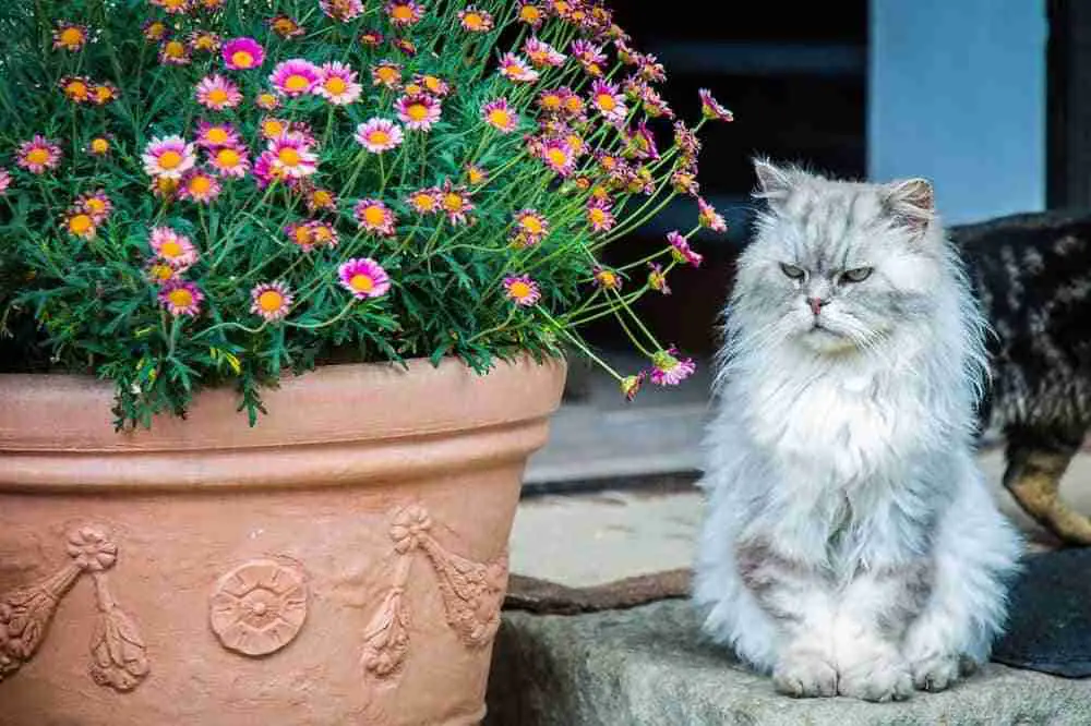 Grey and white persian cat sitting next to garden planter on a sunny day. long haired grey tabby cat.