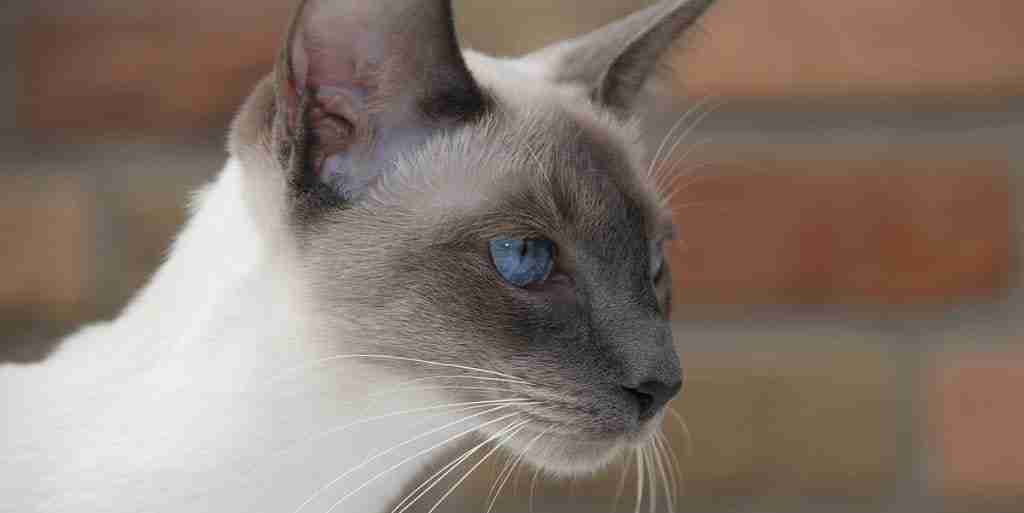 Side profile of a Young Blue Point Siamese Cat with blue eyes staring at unseen object with brick wall in background