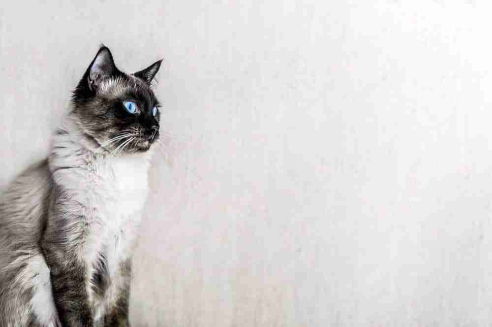 Charcoal point ragdoll cat with sky blue eyes sitting side profile