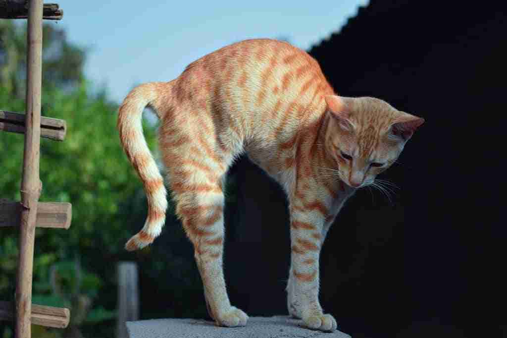 ginger tabby cat arching back and looking big. Orange tabby cat with mackerel markings.