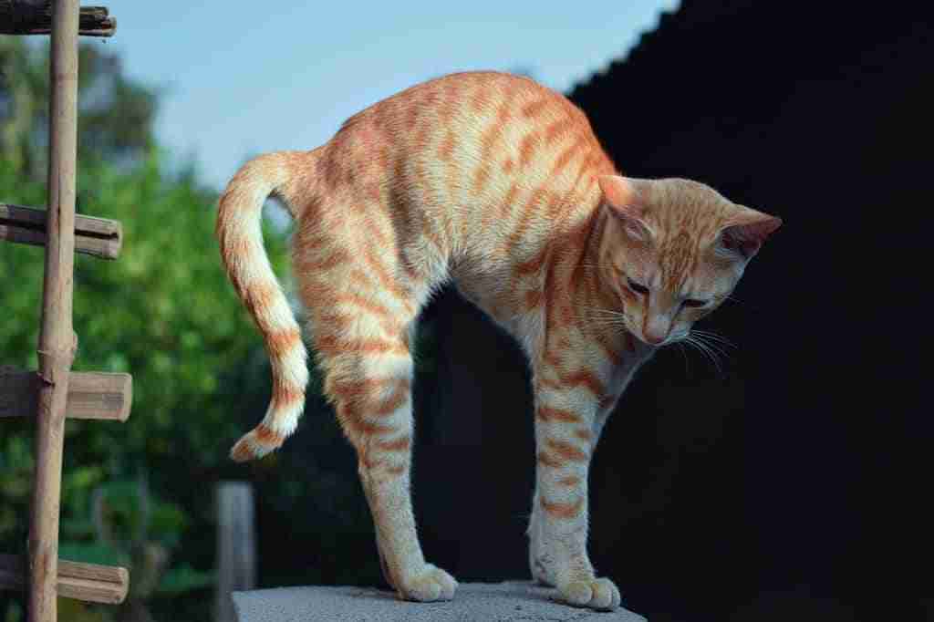 ginger tabby cat arching back outdoors