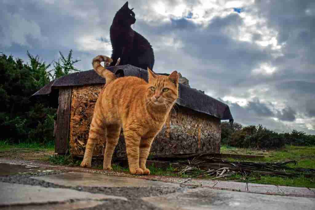 ginger tabby cat spraying a box outdoors