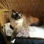 fluffy himalayan cat regally sitting on a wicker chair