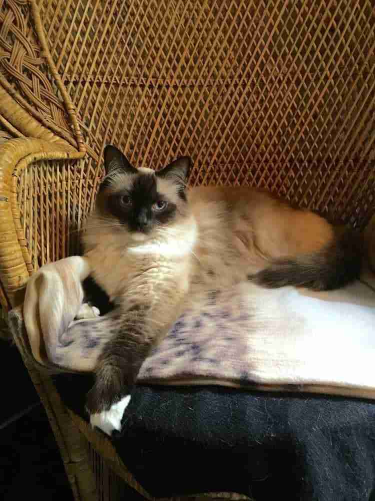 fluffy himalayan cat regally sitting on a wicker chair