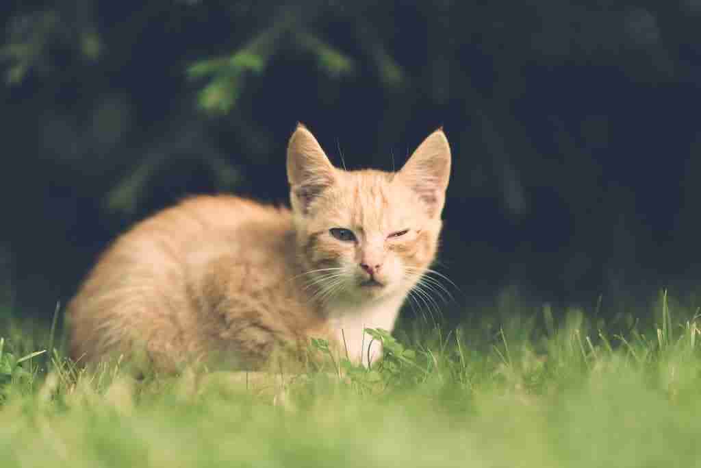 crouching ginger tabby cat outdoors with scratched and closed eye