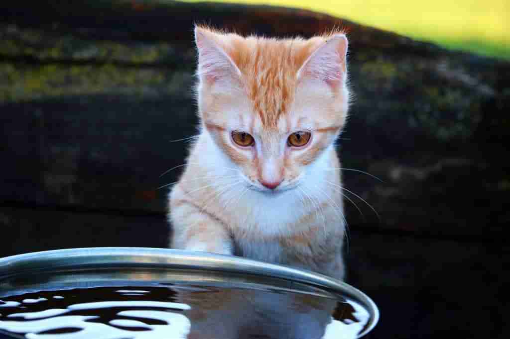 a ginger and white tabby kitten checking out a bowl of water outdoors