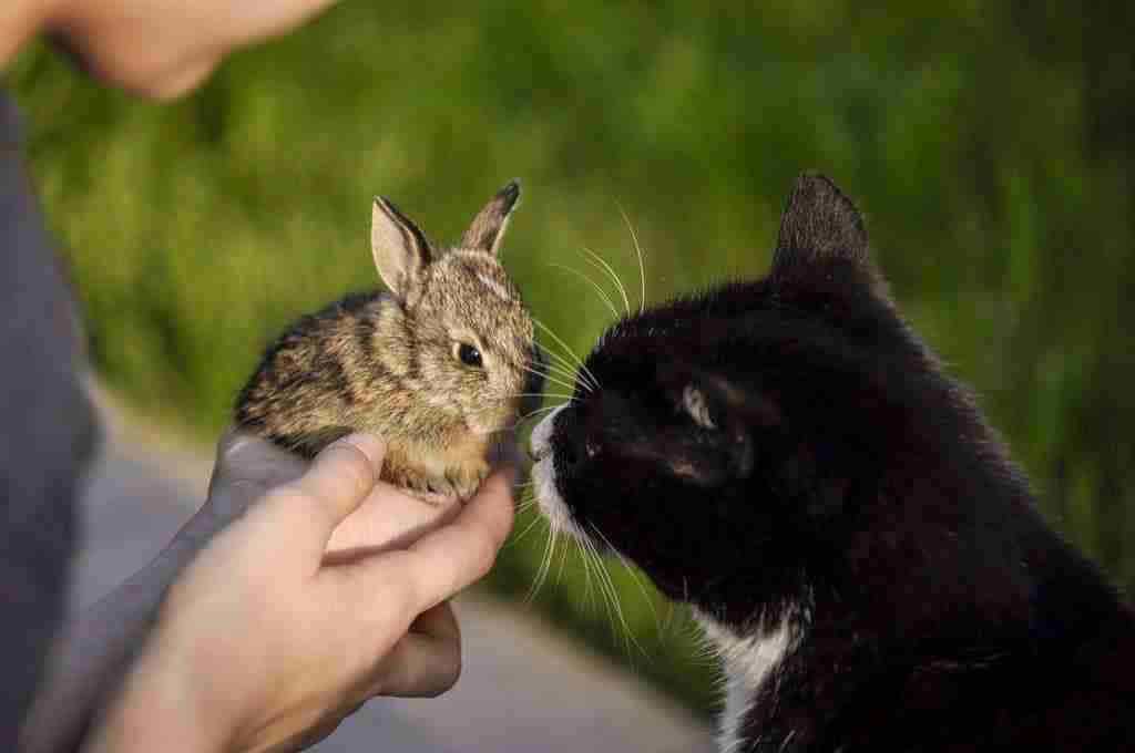 black and white cat sniffing at a small rabbit