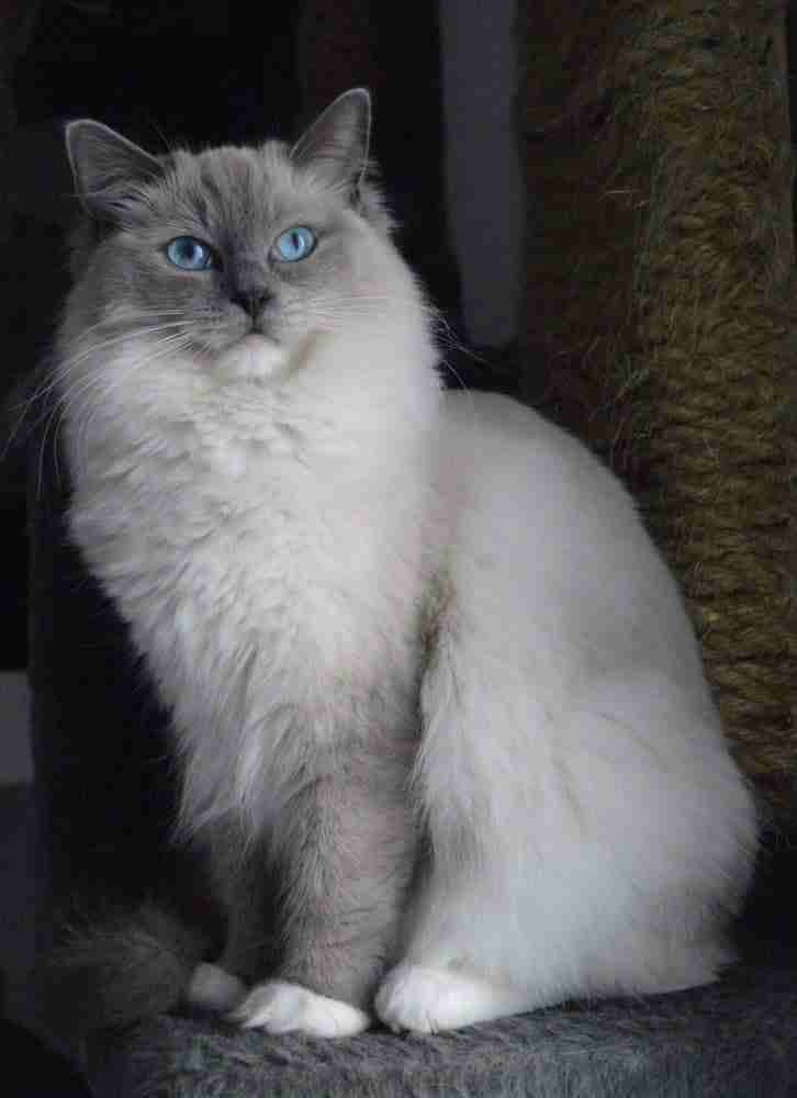 grey point long hair ragdoll cat with white body and blue eyes sitting upright