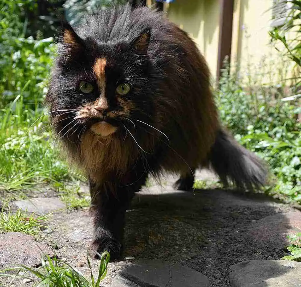 long hair tortoiseshell ragdoll kitten walking down a garden path on a sunny day