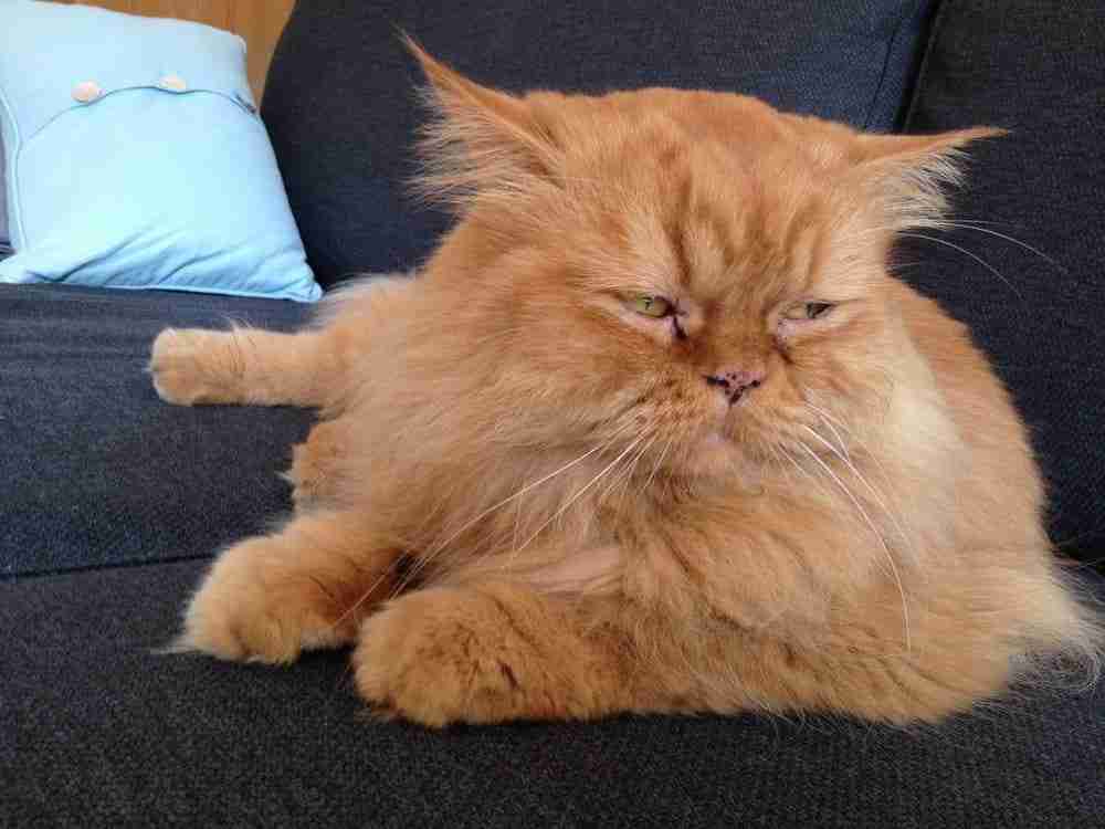 Red persian cat lying on a navy blue sofa