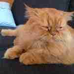 Red persian cat lying on a navy blue sofa