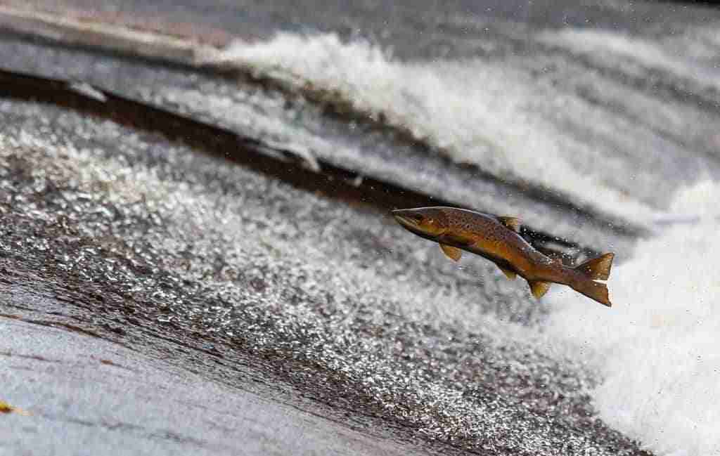 a salmon leaping upstream in the wild