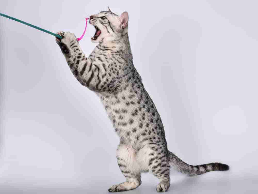 Black and silver egyptian mau cat standing on hind legs catching a pink ribbon with mouth. Spotted grey tabby cat.