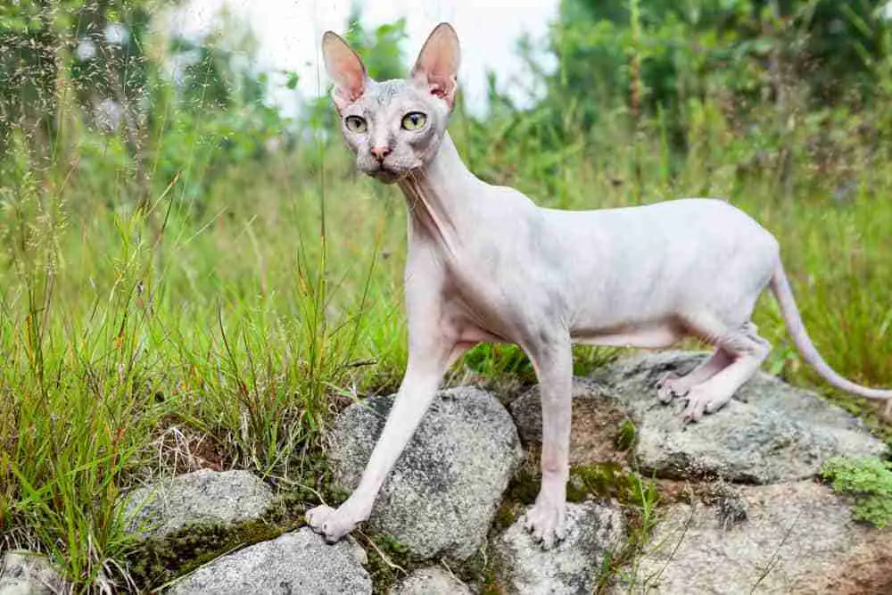 Sphynx Cat Exploring Rockery