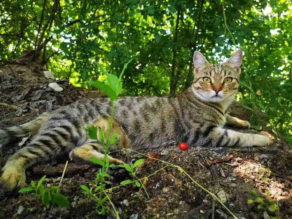Young Egyptian Mau Cat Reclining Under Vegetation On A Sunny Day. Brown tabby with spotted markings