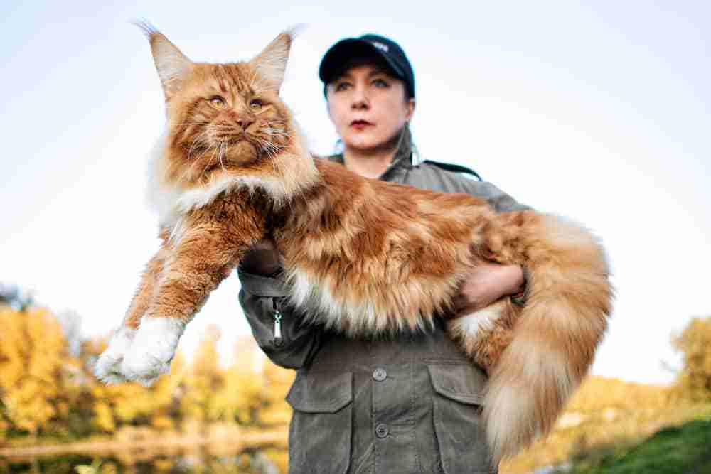 Woman holding a huge red maine coon cat length ways in her arms