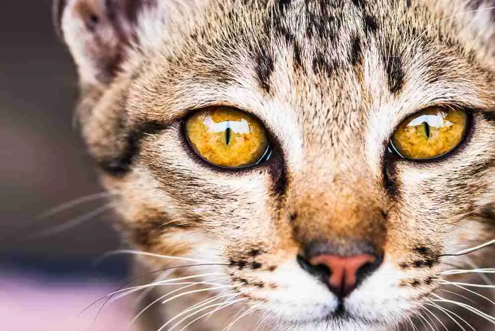 Close Up Of The Face Of An Egyptian Mau Kitten With Amber Eyes
