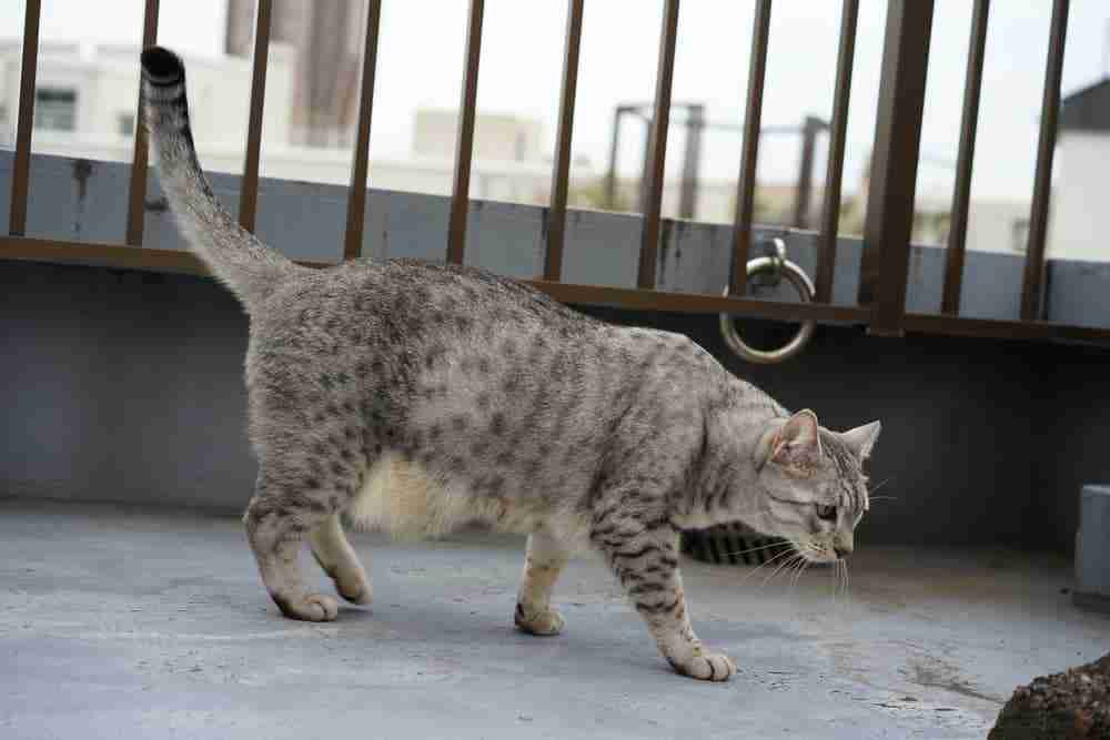 Side Shot Of A Grey Spotted Egyptian Mau Exploring A Roof Top Terrace. Popular grey cat breeds.