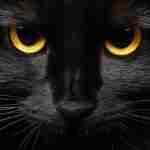 Facial close up of a bombay cat with amber eyes staring directly at the viewer