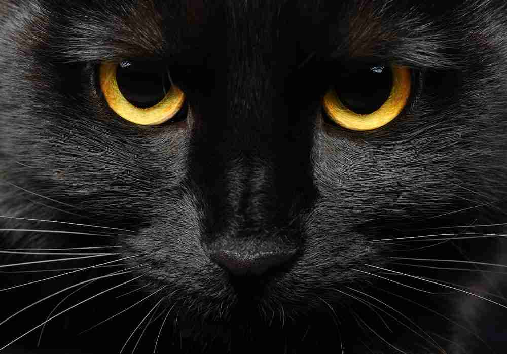 Facial close up of a bombay cat with amber eyes staring directly at the viewer