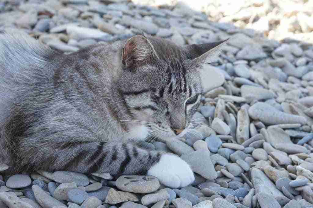 silver grey tabby cat with eye missing 