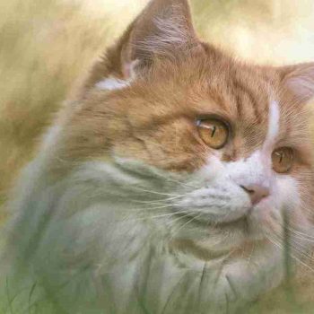 a close up face potrait image of a bicolor orange and white british longhair cat with orange eyes