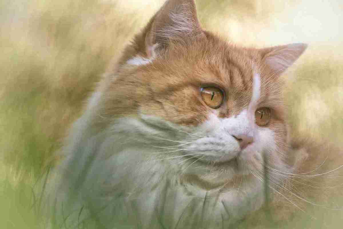 a close up face potrait image of a bicolor orange and white british longhair cat with orange eyes