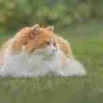 a bicolor orange and white british longhair cat with orange eyes lying on a lawn watching the world go by