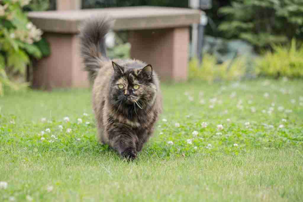 a tortie british longhair cat with green eyes walking across a grass lawn