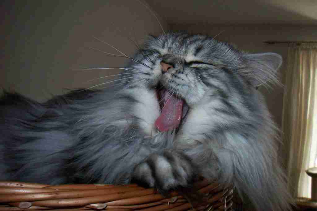 a grey and charcoal tabby british longhair cat yawning