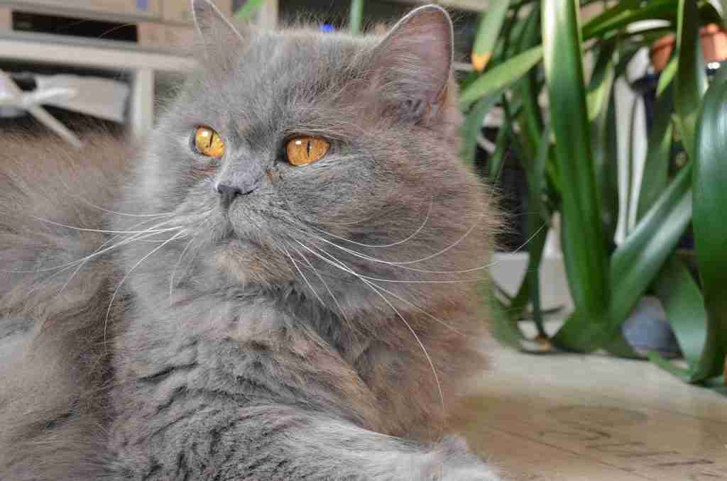 a close up grey british longhair cat with copper colored eyes relaxing in sphynx pose