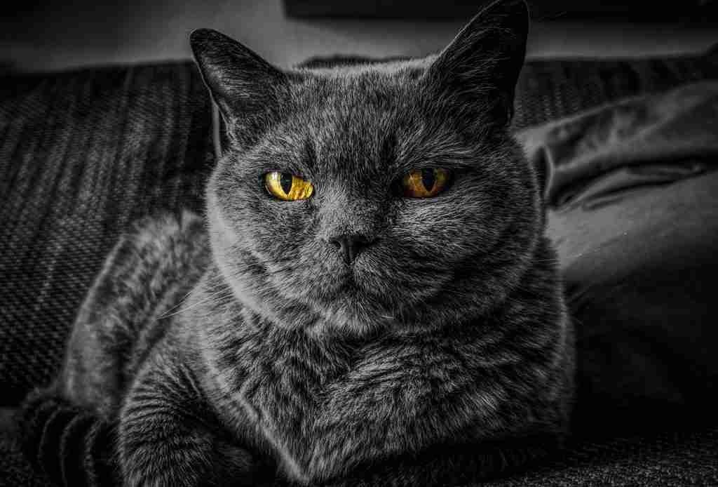 a close up of a grey british shorthair cat with amber eyes