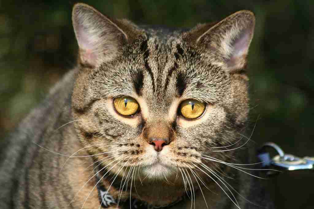 a tabby british shorthair cat outdoors.