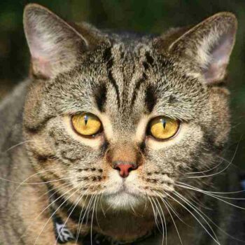 a british shorthair tabby cat with orange eyes
