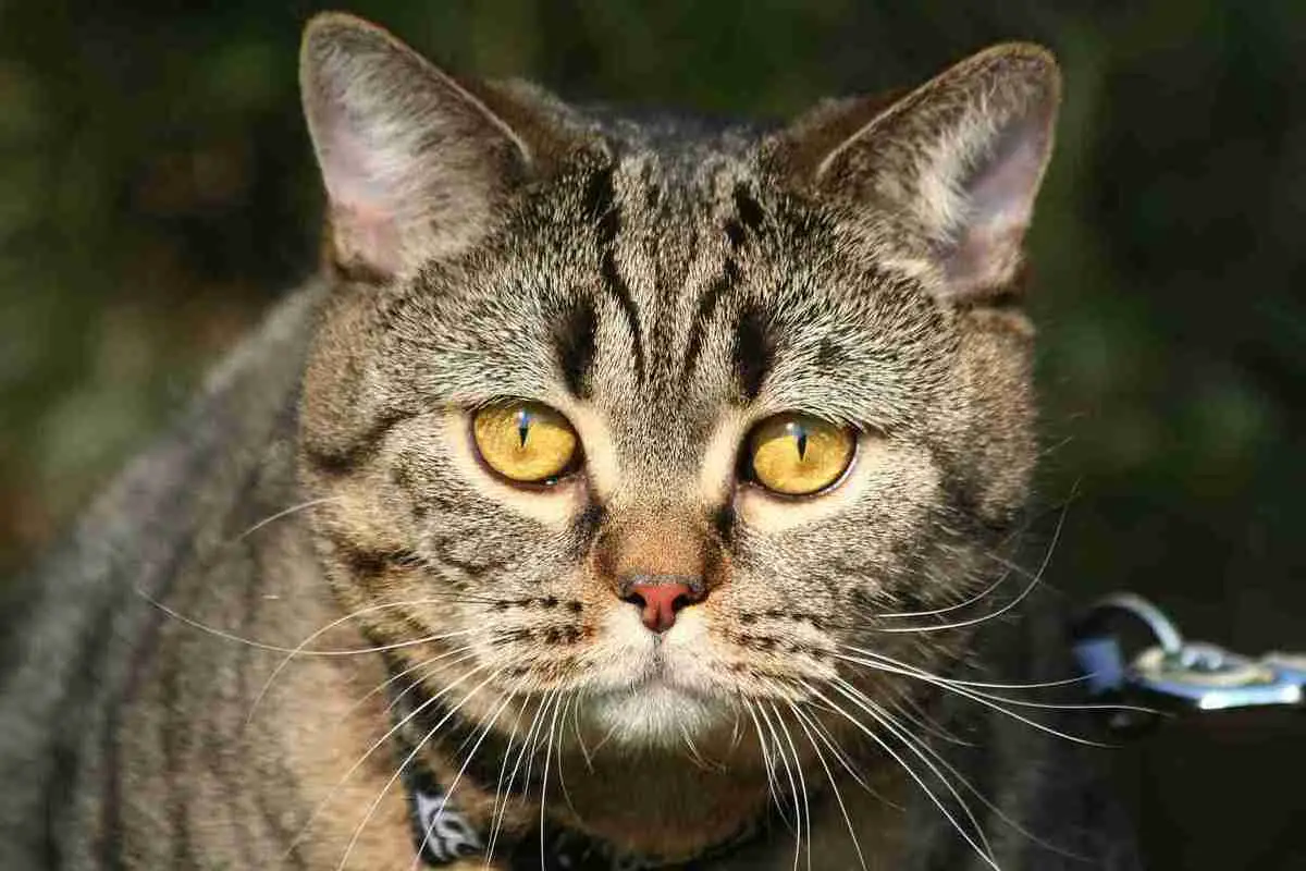 a british shorthair tabby cat with orange eyes