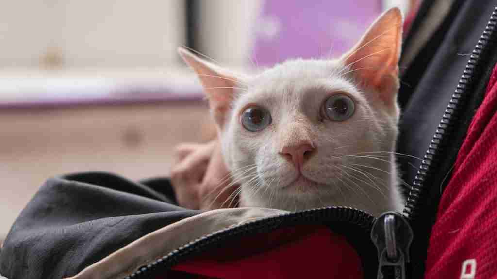 a close up of a white cat with blue eyes sitting in a cat backpack with head out of the top.