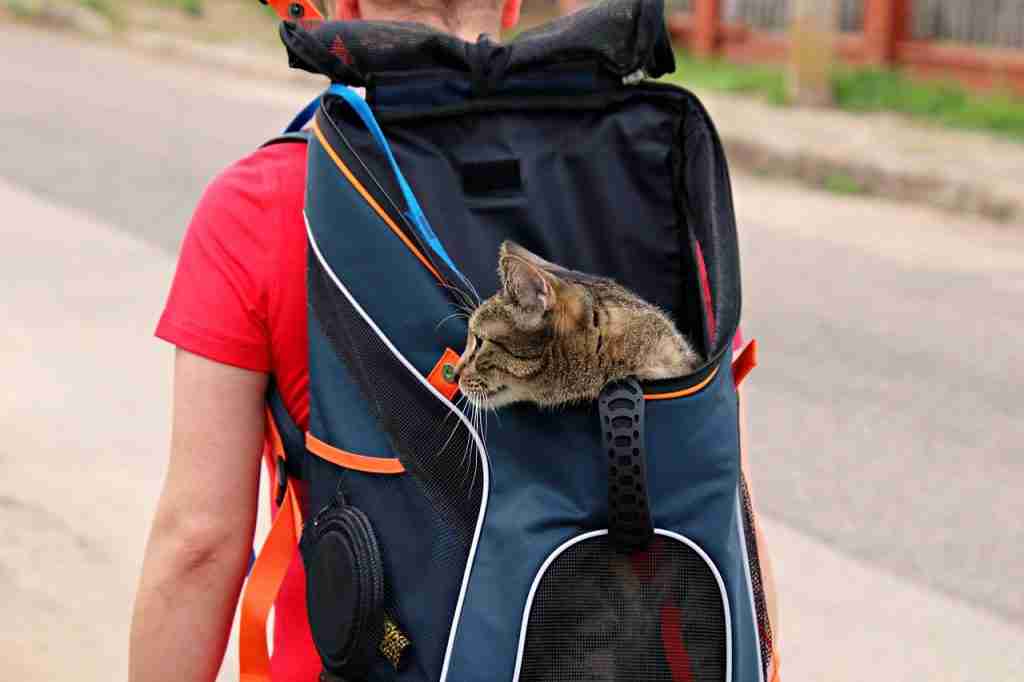 tabby cat in backpack harnessed in