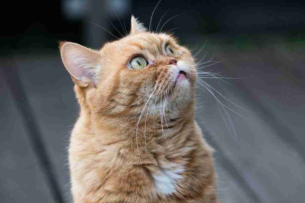 a ginger or marmalade british shorthair cat with yellow eyes.