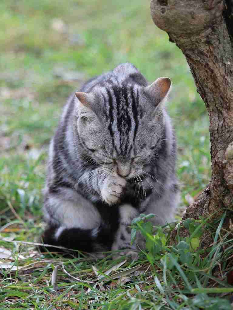 a grey and black tabby cat chewing claws outside sitting on grass.