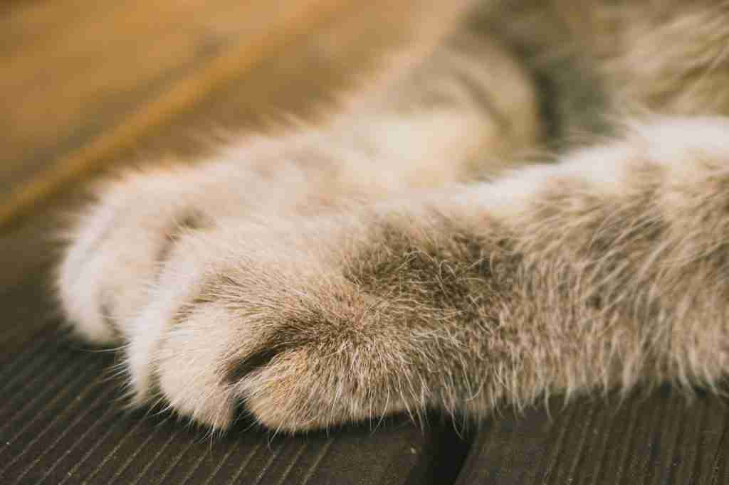 close up of a pair of cats front paws