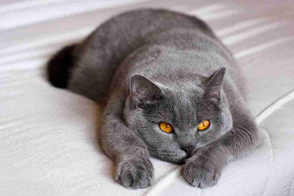 a grey blue british shorthair cat with orange eyes lying on a bed.