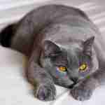 grey british shorthair cat on a bed