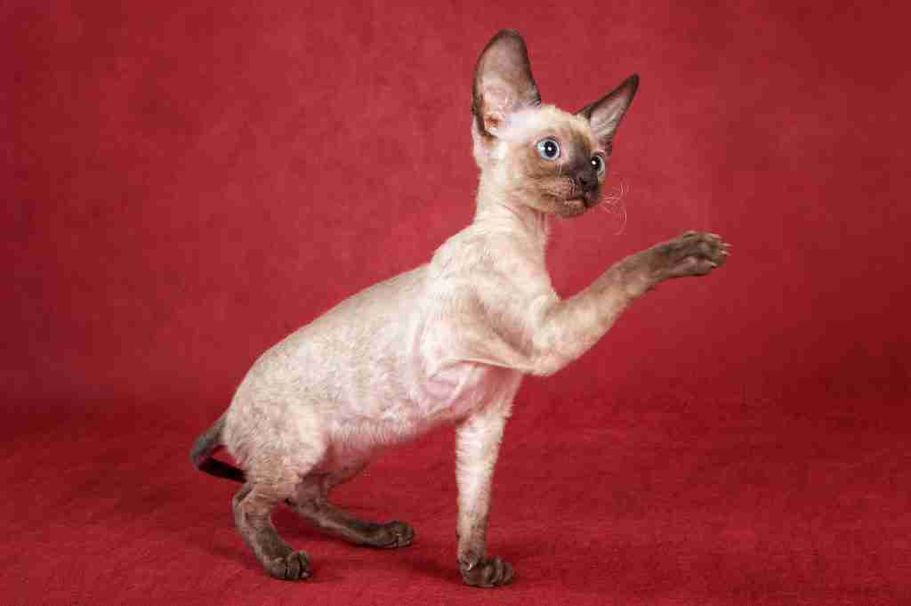 a brown and fawn colored cornish rex kitten with blue eyes sitting with a paw raised against a red background