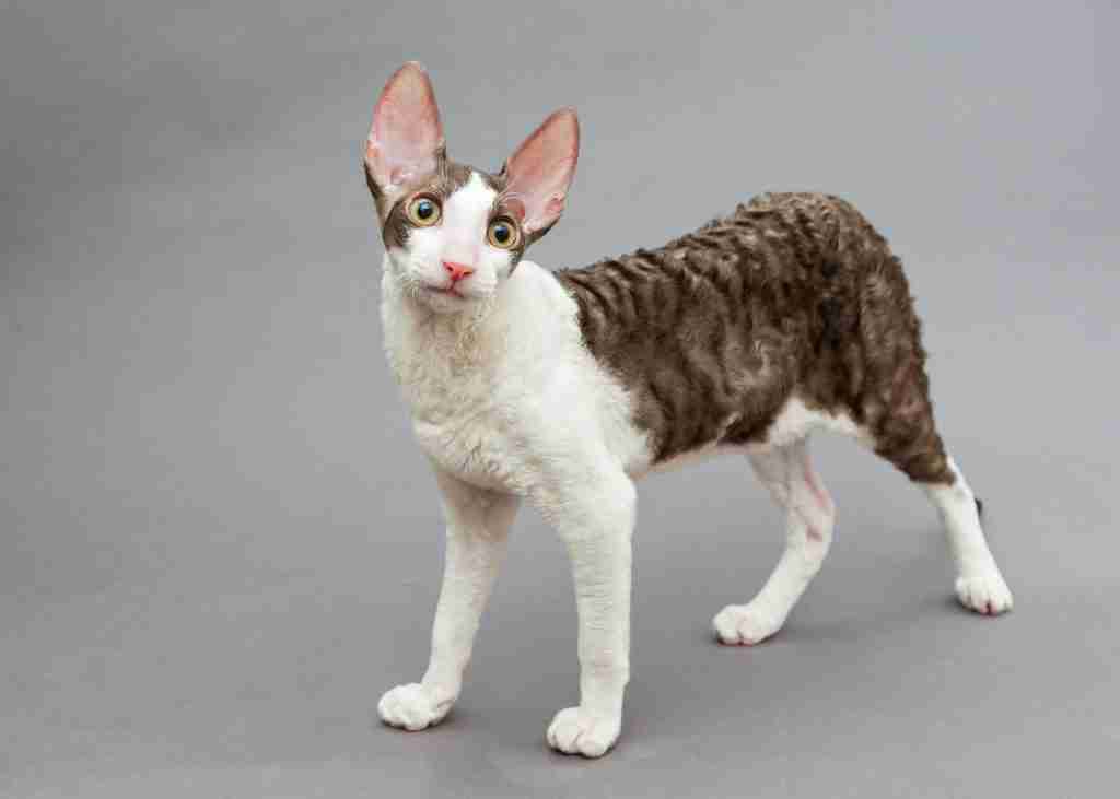 a tabby and white cornish rex cat with wavy fur standing looking at camera