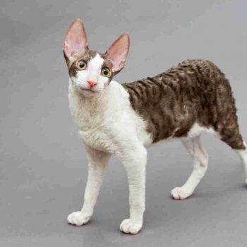 a tabby and white cornish rex cat with wavy fur standing looking at camera
