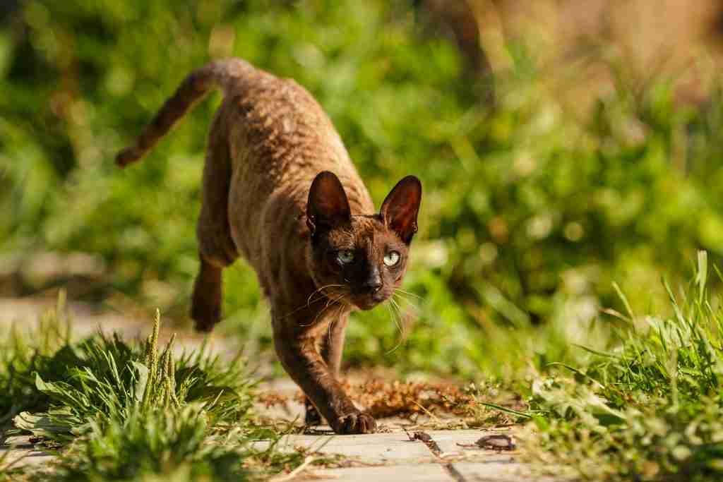 a brown and chocolate colored shorthair cornish rex exploring in a garden