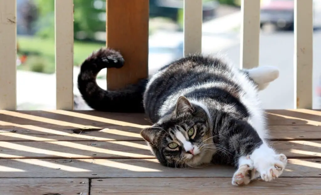 a white and patchy tabby american shorthair cat reclining on a garden deck