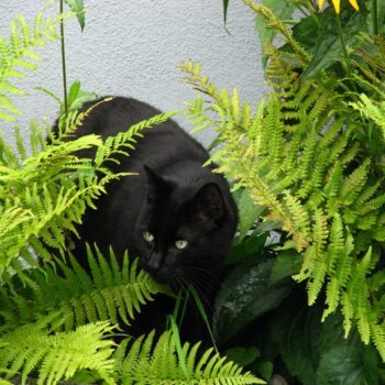 a black cat in amongst garden ferns